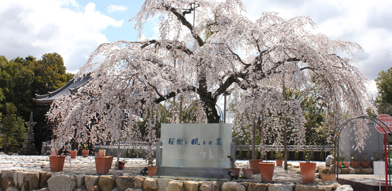 桜樹と眠るお墓&reg;